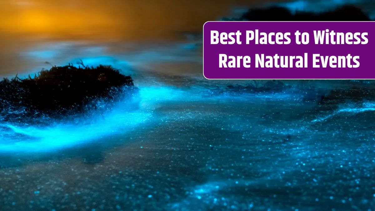 Bioluminescent Bays