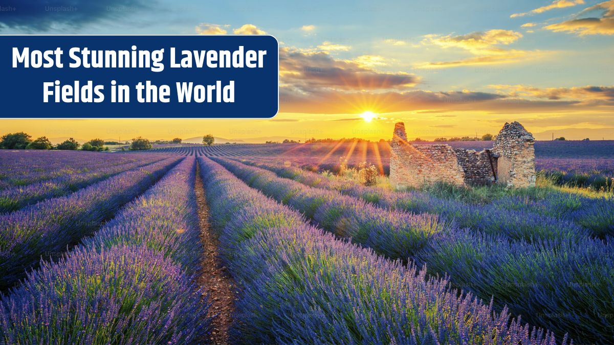 Provence